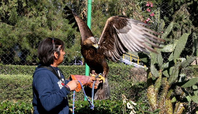 Aguascalientes destaca a nivel nacional en la rehabilitación del águila real  – El Clarinete