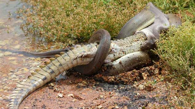VIDEO) Una pitón devora a un cocodrilo en Australia – El Clarinete