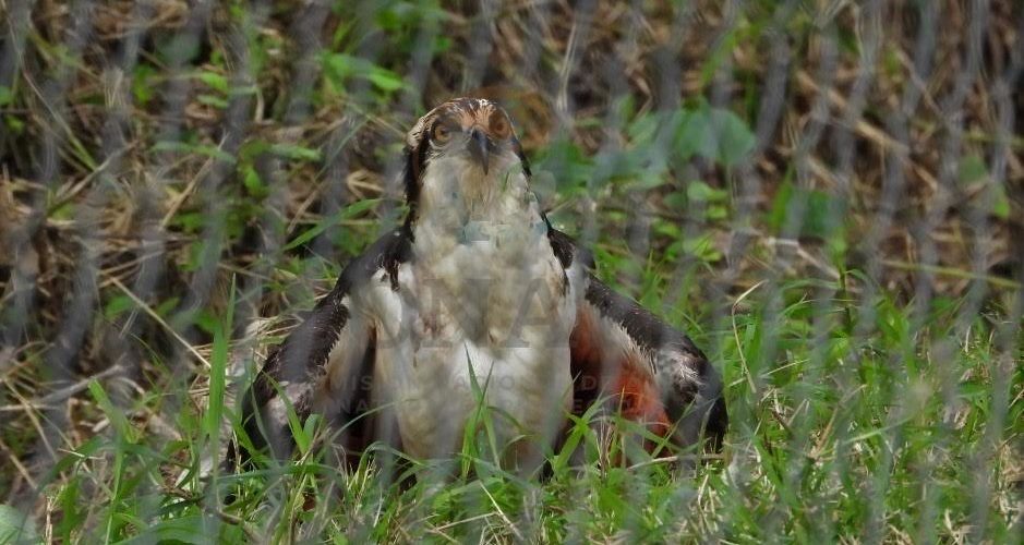 Rescatan a águila pescadora que estaba desplumada y pintada en Puebla – El  Clarinete